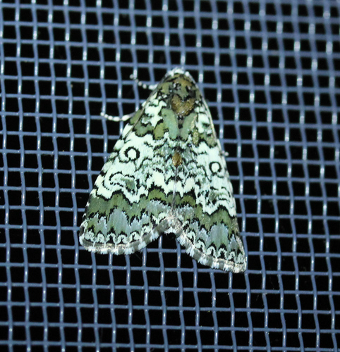 Owl-eyed Bird Dropping Moth photo 5