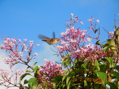 Selasphorus scintilla