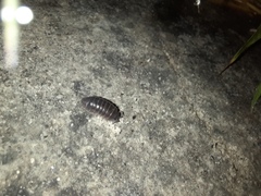 Porcellio laevis