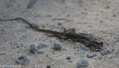 Anolis roquet salinei