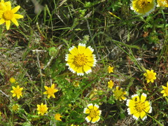 Layia chrysanthemoides