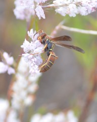 Polistes bahamensis