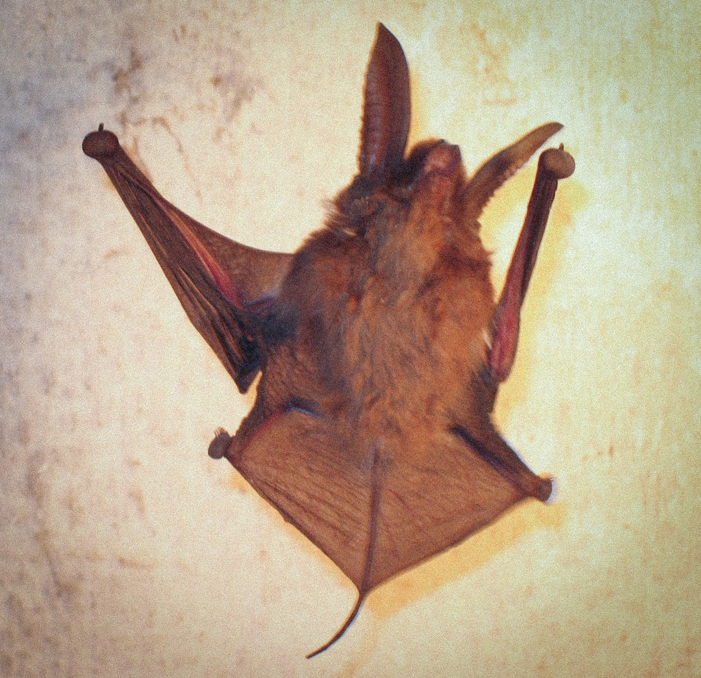 Eastern Sucker-footed Bat