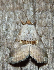Hyperstrotia flaviguttata