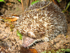Greater Hedgehog Tenrec photo 3