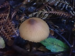 Entoloma aromaticum