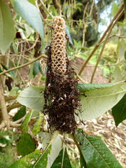 Leucosceptrum canum