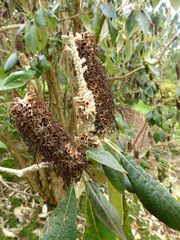 Leucosceptrum canum