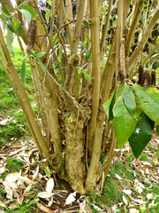 Leucosceptrum canum