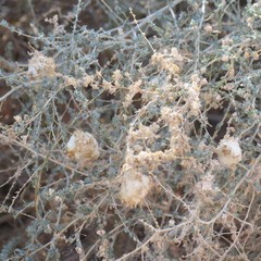 Asphondylia floccosa