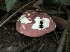 Russula lenkunya