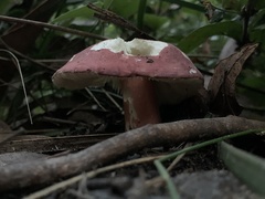 Russula lenkunya