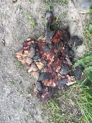 Emydoidea blandingii