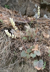Heuchera glomerulata