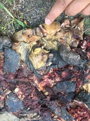 Emydoidea blandingii