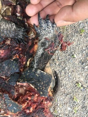 Emydoidea blandingii