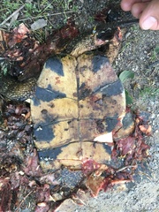 Emydoidea blandingii