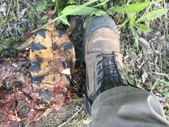 Emydoidea blandingii