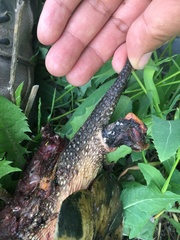 Emydoidea blandingii