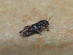 Ellipes minuta