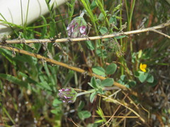 Trifolium albopurpureum