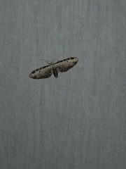 Eupithecia ravocostaliata