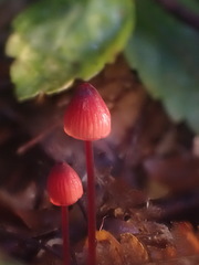 Mycena toyerlaricola