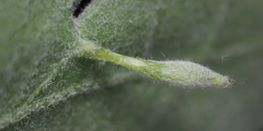 Andricus chinquapin