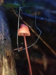 Mycena toyerlaricola
