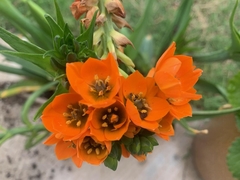 Angiospermae