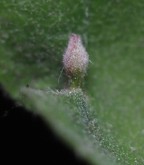 Andricus chinquapin