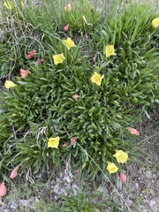 Oenothera howardii