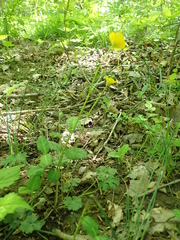 Ranunculus tuberosus