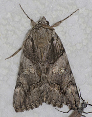 Catocala verrilliana