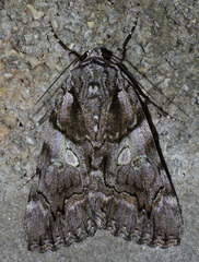 Catocala verrilliana