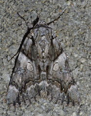 Catocala verrilliana