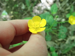 Ranunculus tuberosus