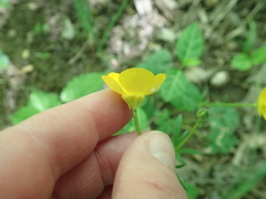 Ranunculus tuberosus