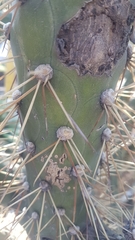 Cactaceae
