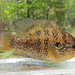 Banded Sunfish - Photo (c) tomfeild, some rights reserved (CC BY-NC), uploaded by tomfeild