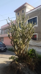 Cactaceae