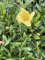 Oenothera howardii