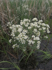 Armoracia sisymbrioides