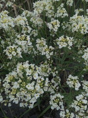 Armoracia sisymbrioides