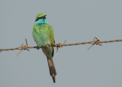 Merops cyanophrys