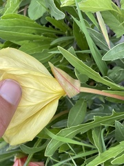 Oenothera howardii