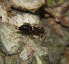 Brasema leucothysana