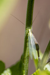 Chrysopa coloradensis