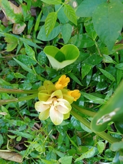 Curcuma neilgherrensis
