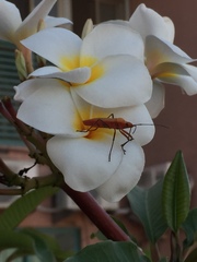 Dysdercus fuscomaculatus